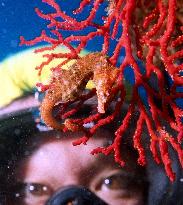 Sea horse popular among divers